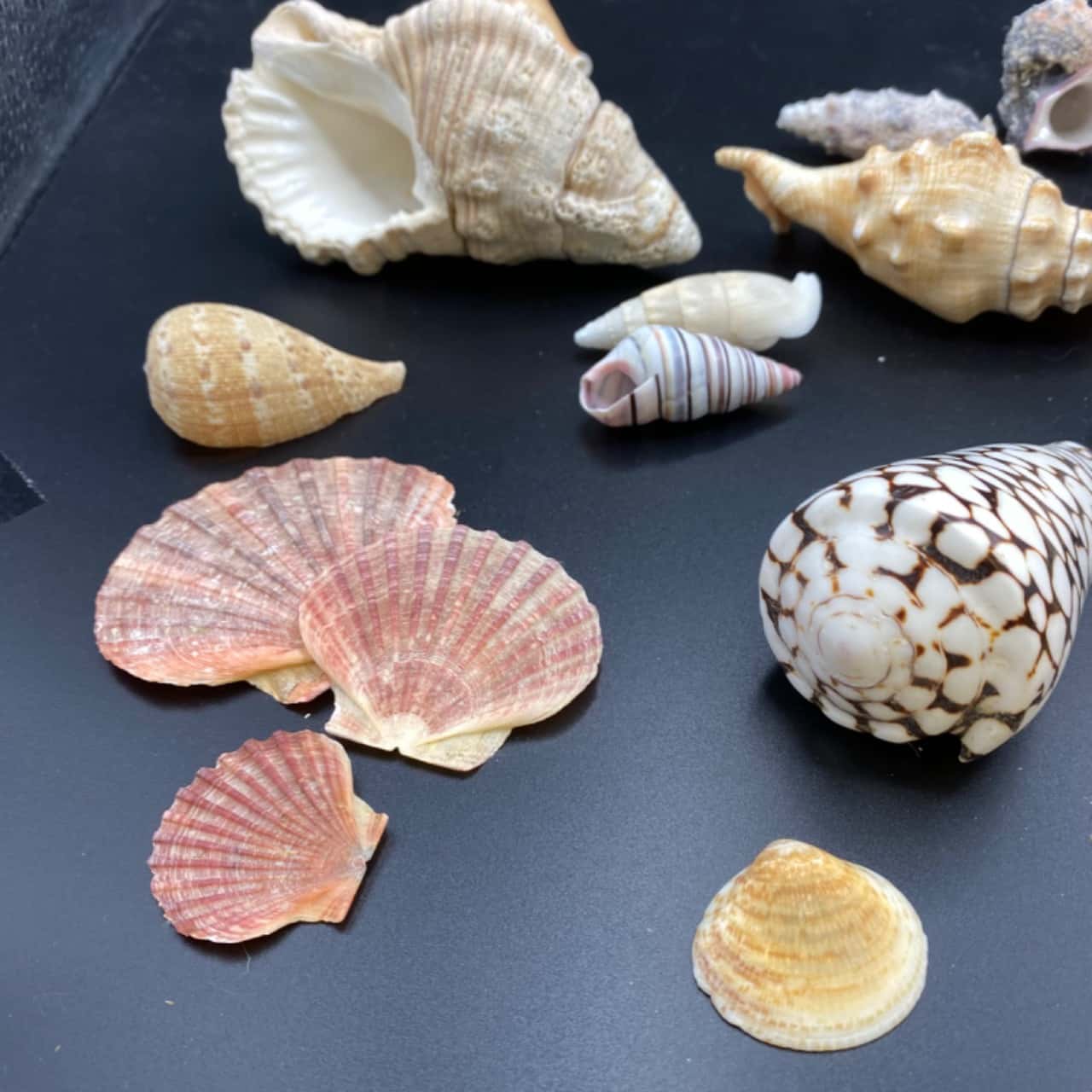 Shell Saheps Large Assortment Decorative Beach Shells Amazing Colours, Shapes ...