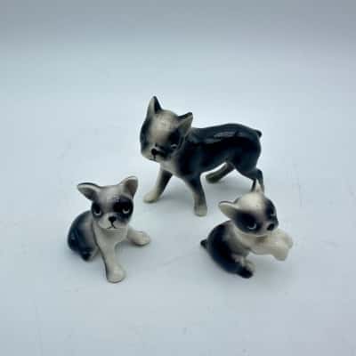 Adorable Miniature Boston Terrier Family