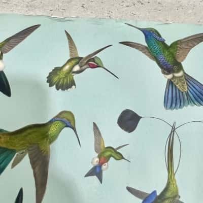 The Family of Hummingbirds Hardcover Book RRP $65.00 US