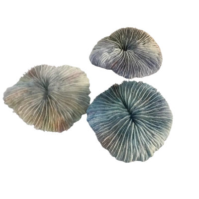 Mushroom Coral as pictured
