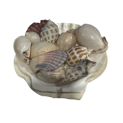 Bundle of shells (3)