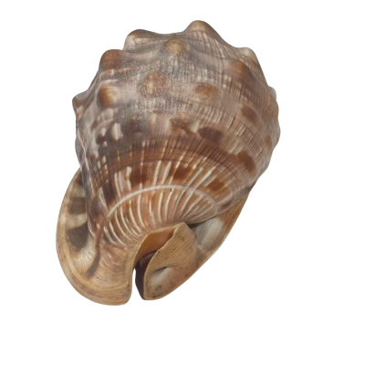 Large Seashell
