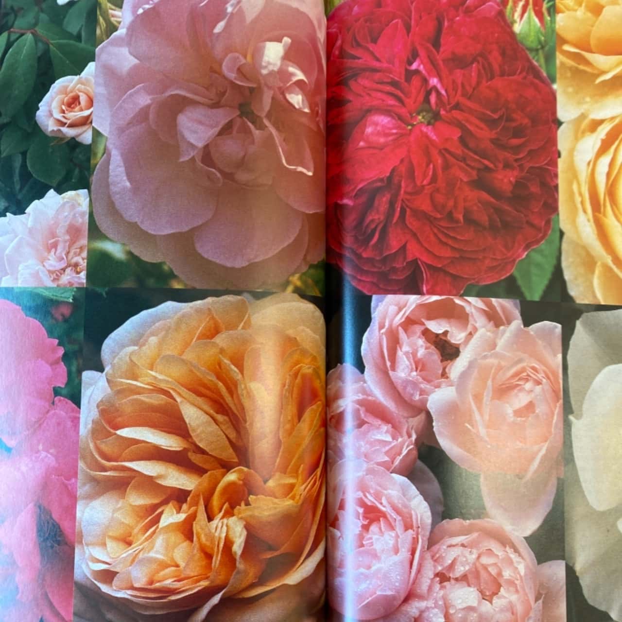 Glorious Old Roses - A Rose Lovers Companion. Hardcover Book.(s)
