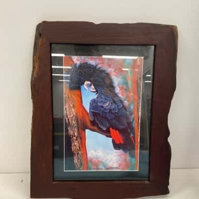 Red-tailed black cockatoo limited editon