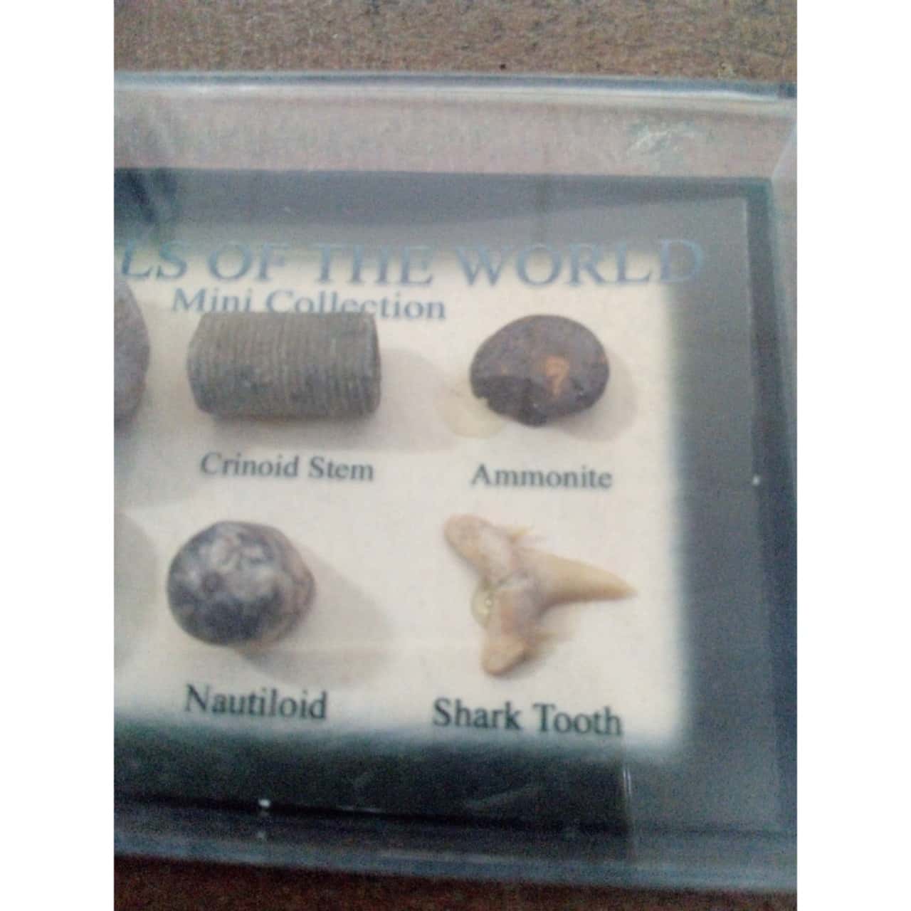 Fossils of The World Mini Collection - British Fossils(s)