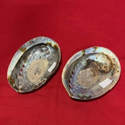 Set of 2 Iridescent Abalone Paua Shell by Southern Paua Kaikoura NZ