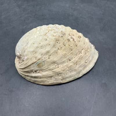 Abalone Shell