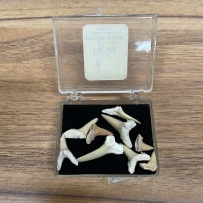 Box of Small Fossilised Shark Teeth