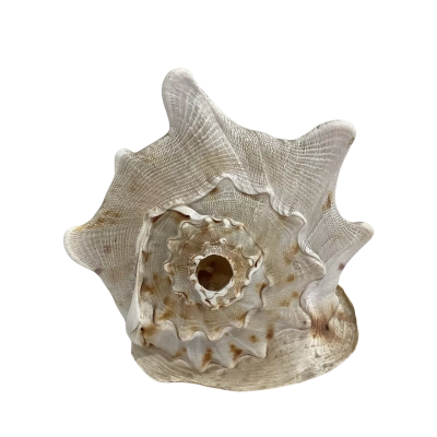 Large Queen Helmet Cassis Cornuta Natural Conch Seashell