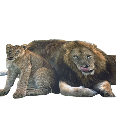 90cm x 60cm lions photo