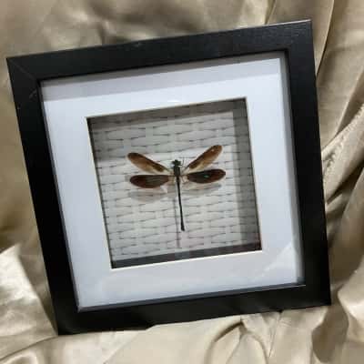 Euphaea Variegata Dragonfly in Picture Frame 