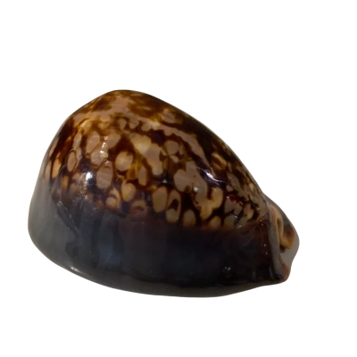 Cowrie Shell humpback