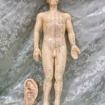 Acupuncture Model