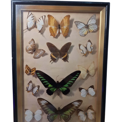 Framed Butterfly Specimens