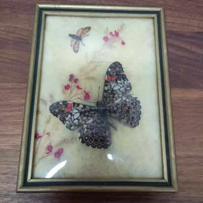 Tropenzauber Butterfly In Glass - Ageronia