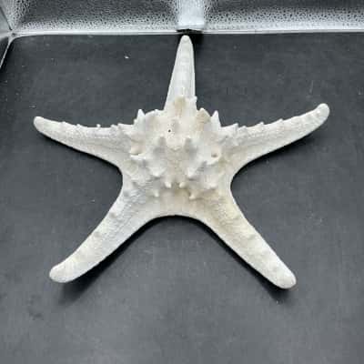 Vintage Extra Large Natural Starfish 