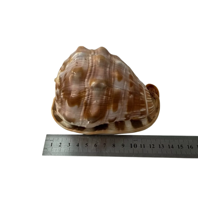 13cm Shell 