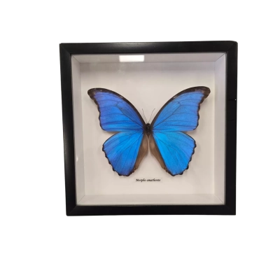 Morpho Amathonte Exquisite Irridescent Genuine Butterfly from Bits and Bugs Retail: $145.00