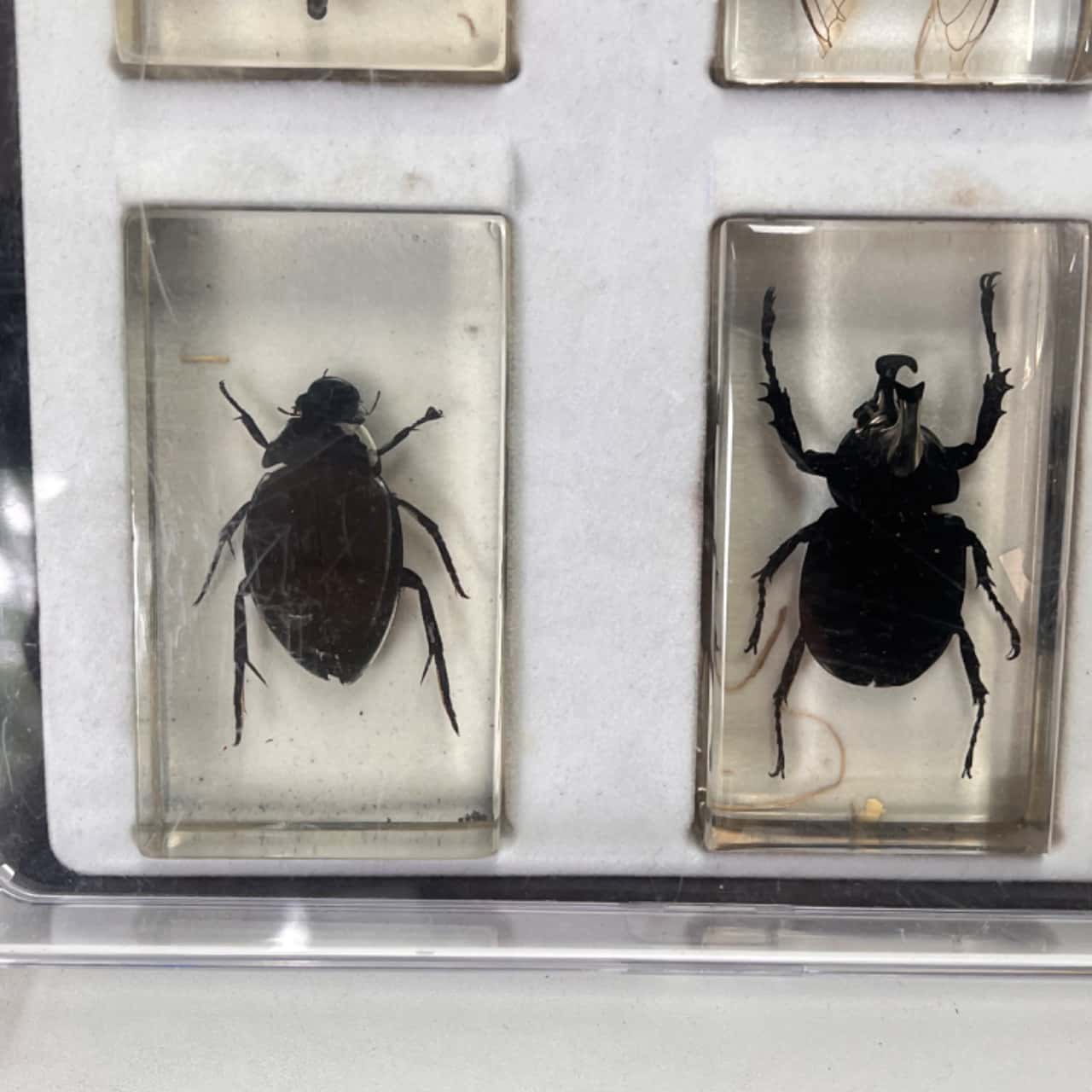 LARGE BUG COLLECTION