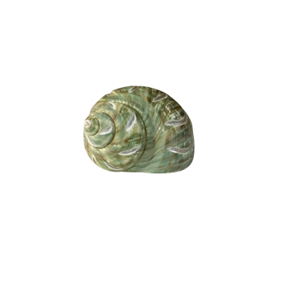 Green Turban Shell