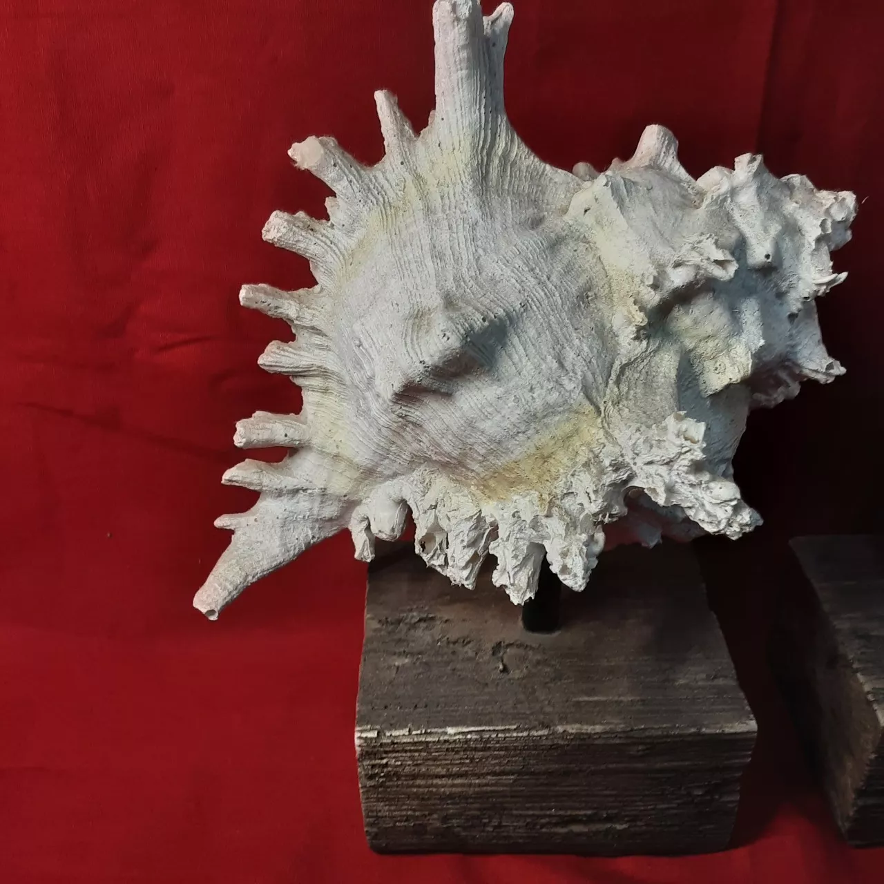 Set of 2 nautical inspired shells on display stands(s)