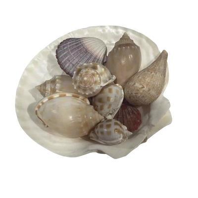 Bundle of shells (2) 