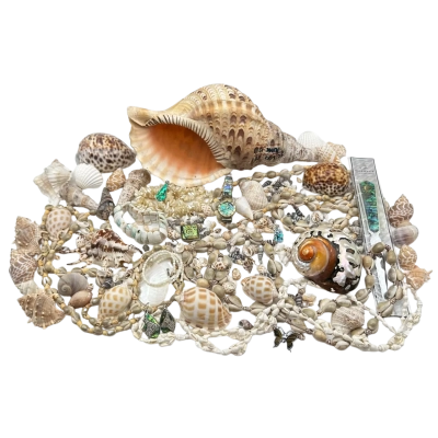 Beautiful Shell Bundle