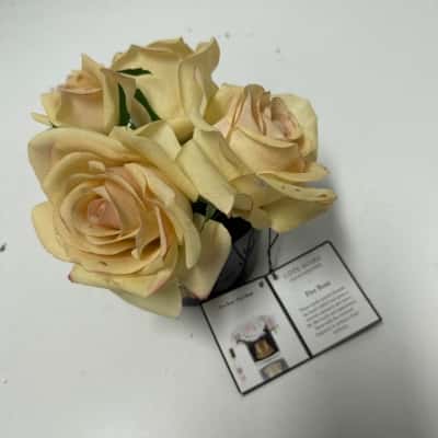 Cote  Noire five rose