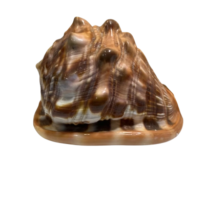 Natural Bullmouth Red Helmet Camo Shell