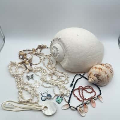 Small Shell Bundle Includes Large Shell