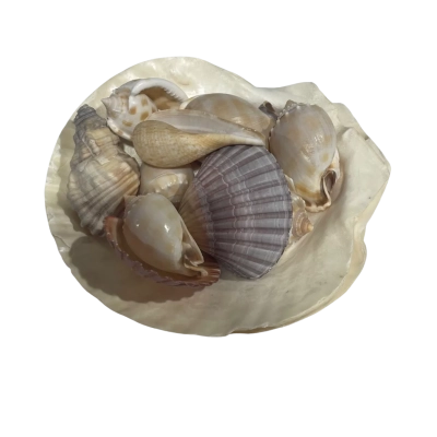 Bundle of Shells 
