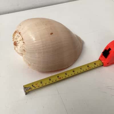 Large melon shell (Melo diadema)
