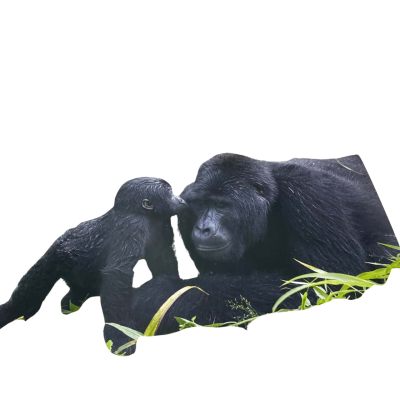 90cm x 60cm Gorilla photo