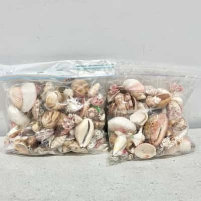 Mixed Sea Shells x 2 Bags 