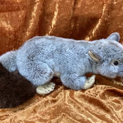 Zach the Common Brushtail Possum