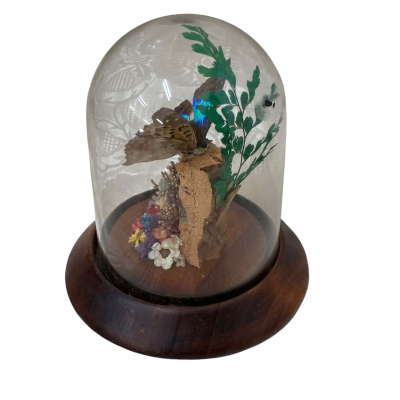 Taxidermy Cherub Butterfly