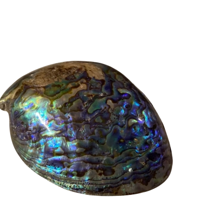 Paua Shell