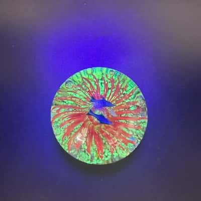 Glowing Art Glass Dolphins & Orange Flower Paperweight