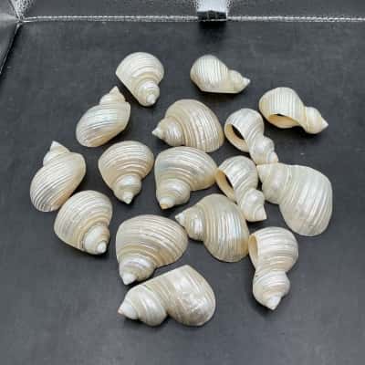 16 Polished Turbo Shells