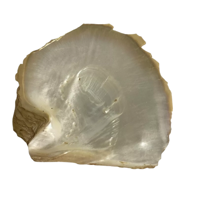 Pinctada Maxima Oyster Shell 