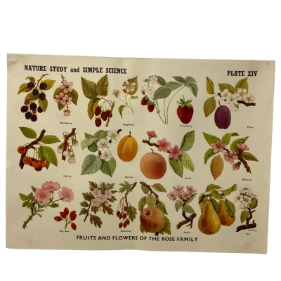 Collection of 7 vintage school posters “Nature Study & Simple Science”