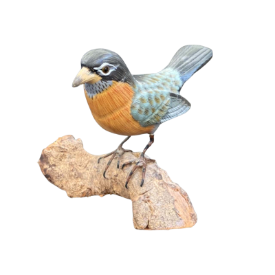 American Robin on Drift Wood
