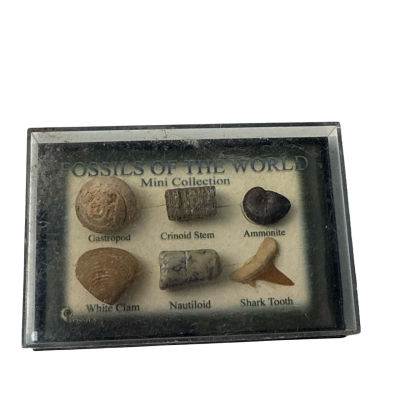 Fossils of the world mini collection 