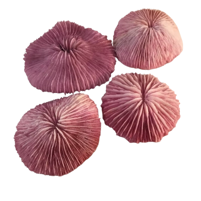 Pink Mushroom Coral as pictured