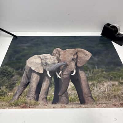 90cm x 60cm elephants photo 