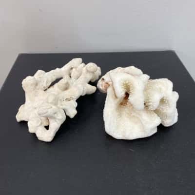 Coral x 2