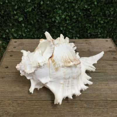 Natural Murex Ramosus Sea Shell
