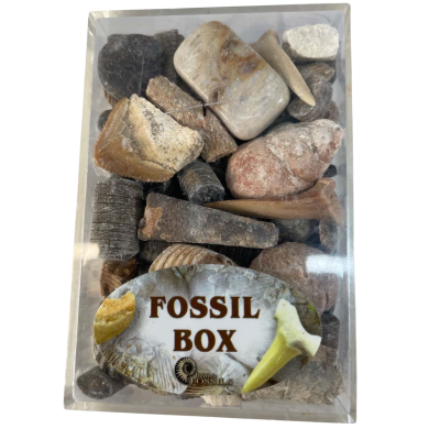 Fossil Box from British Fossils 
