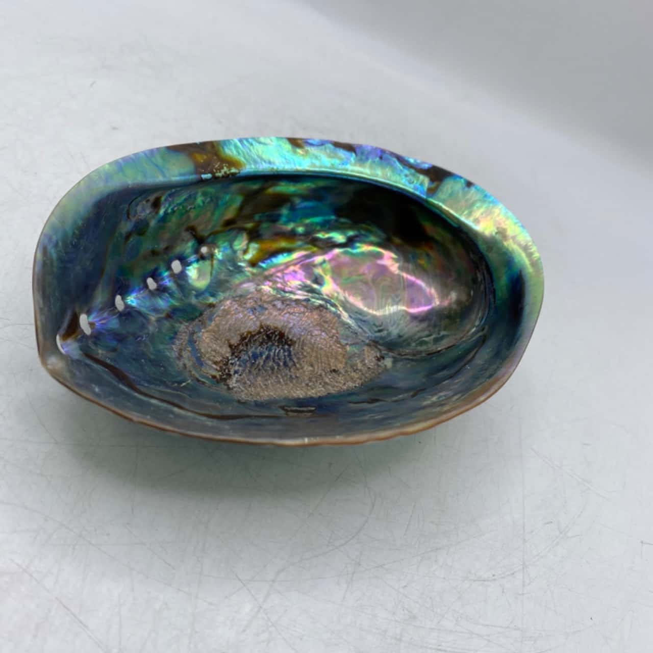 Large Abalone Polished Shell 14 cm x 4 cm(s)