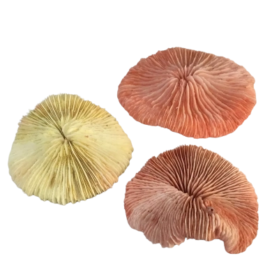 Mushroom Coral as pictured